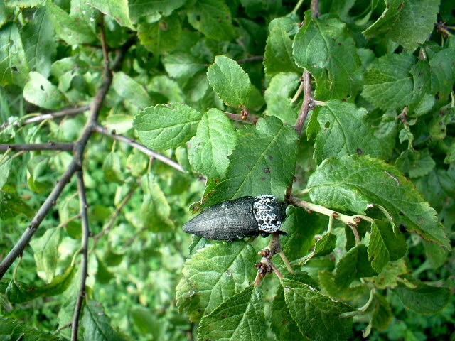 Buprestidae: Capnodis tenebrionis